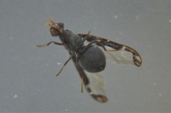 Diacrita