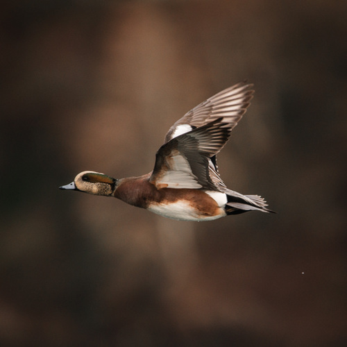 Canard à front blanc
