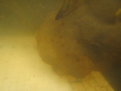 Ambystoma gracile