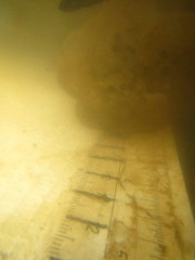 Ambystoma gracile