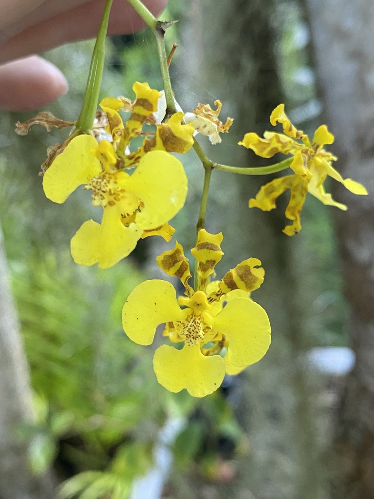 Gomesa ciliata