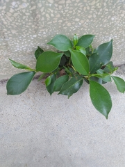 Ficus microcarpa microcarpa
