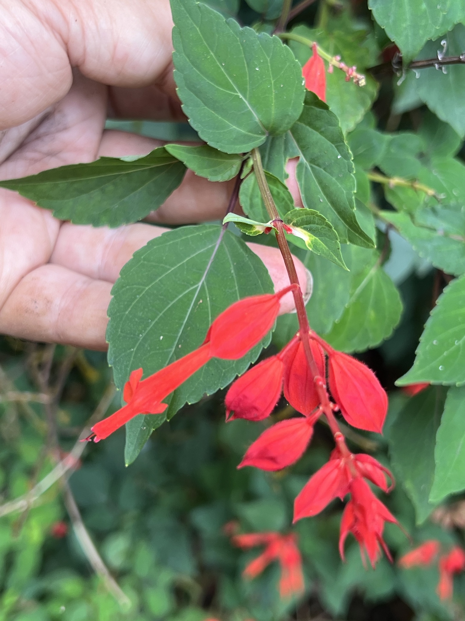 Imagem de Salvia vermelha