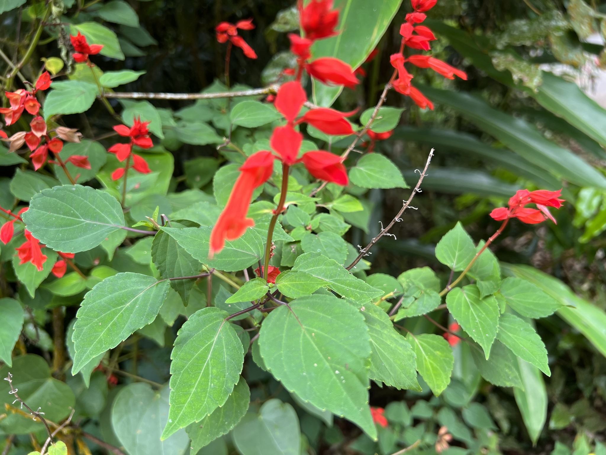 Imagem de Salvia vermelha