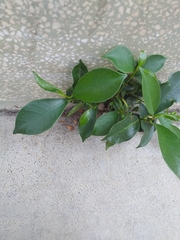 Ficus microcarpa microcarpa