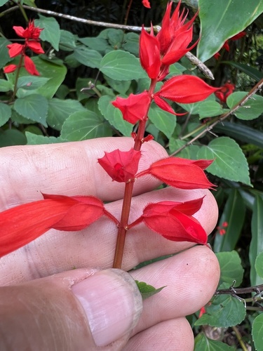 Foto de Salvia vermelha