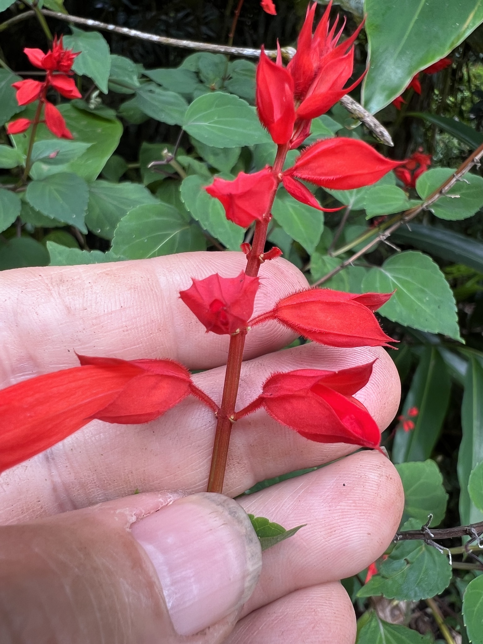 Imagem de Salvia vermelha