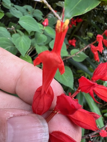 Foto de Salvia vermelha