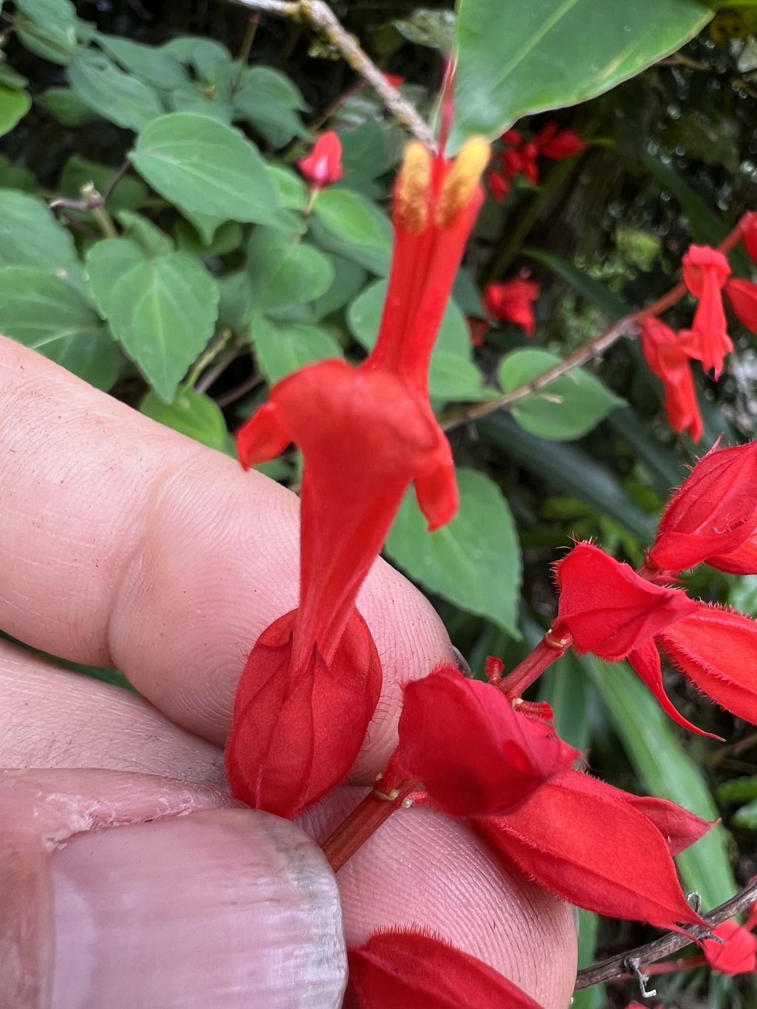Imagem de Salvia vermelha