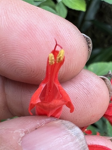 Foto de Salvia vermelha