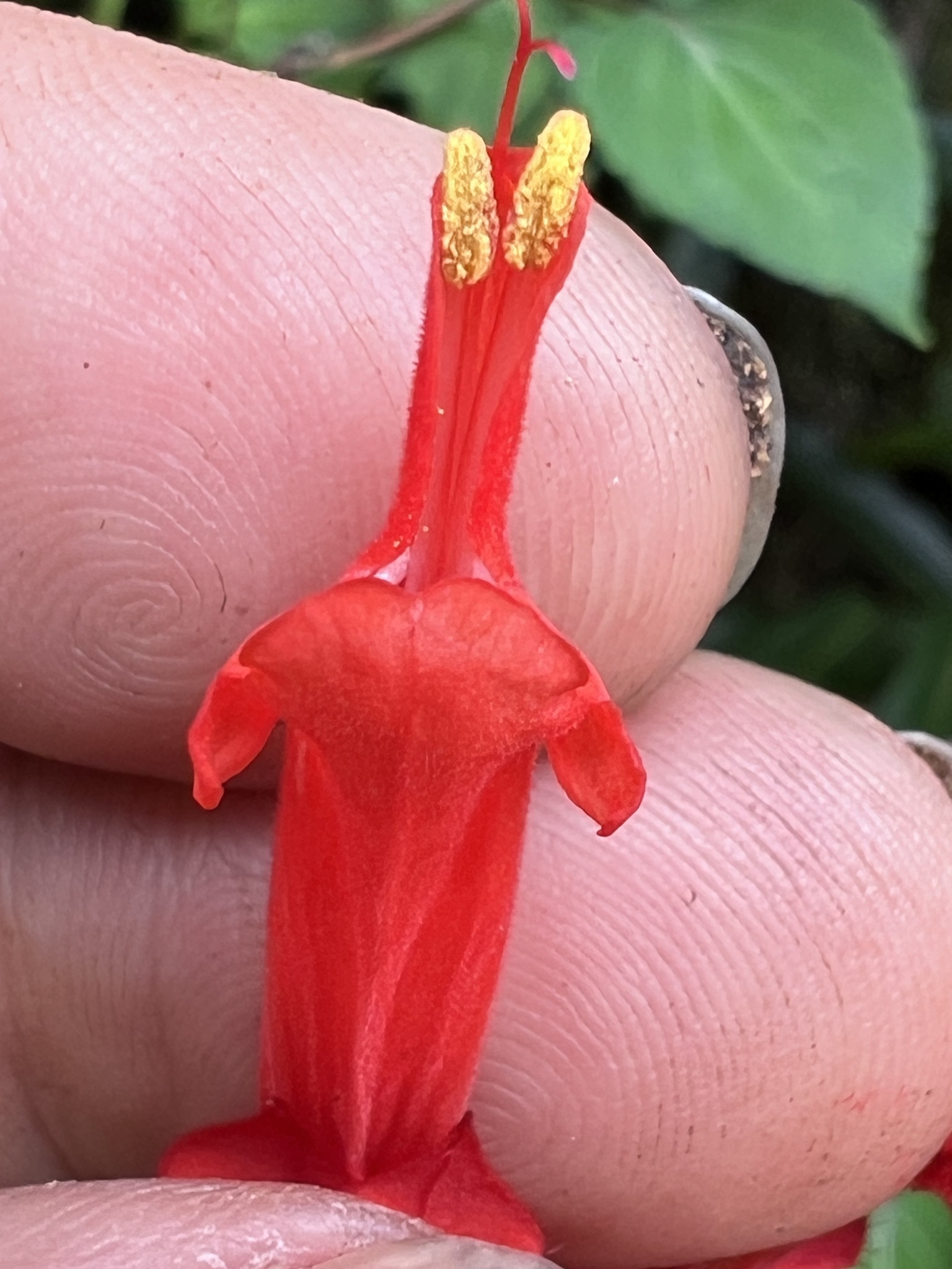 Imagem de Salvia vermelha