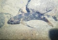 Gobiomorphus huttoni