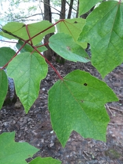 Acer rubrum drummondii