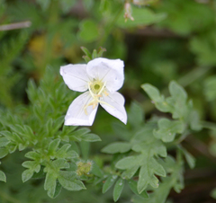 Oenothera tetraptera