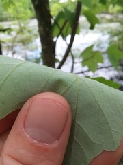 Acer rubrum drummondii