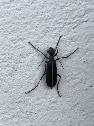Epicauta suturalis