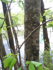 Acer rubrum drummondii