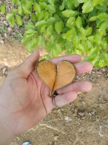 Aspidosperma pyrifolium