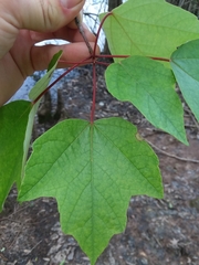 Acer rubrum drummondii