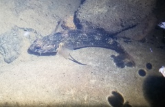 Gobiomorphus huttoni