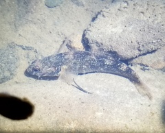 Gobiomorphus huttoni