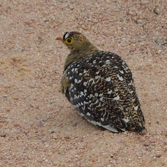 Pterocles bicinctus multicolor