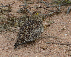 Pterocles bicinctus multicolor
