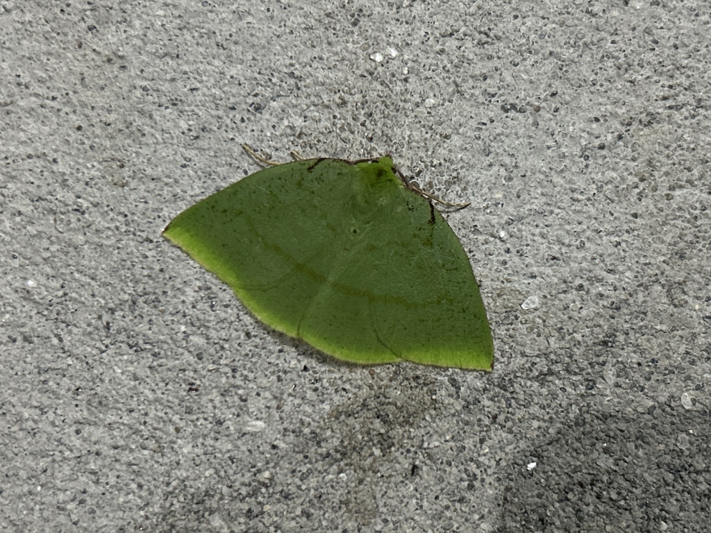 Oenochlora imperialis (Oenochlora imperialis)