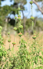 Leonotis nepetifolia nepetifolia