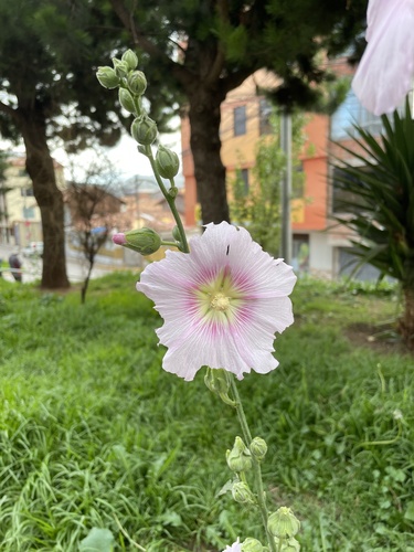 Foto de Malva-rosa