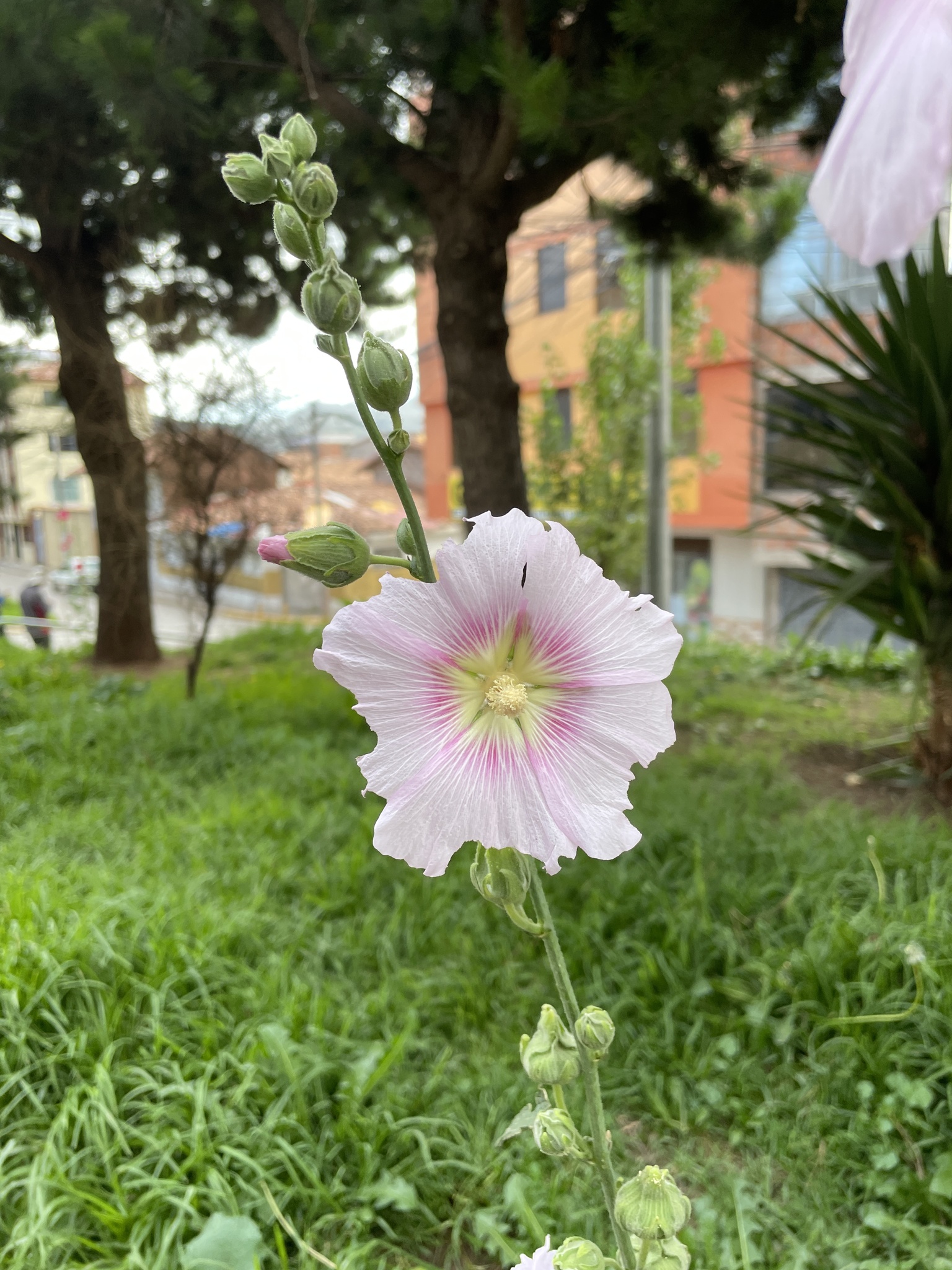 Imagem de Malva-rosa