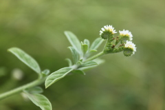 Heliotropium