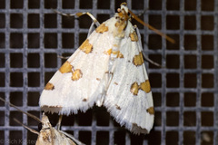 Conchylodes octonalis