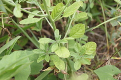 Heliotropium