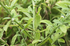 Heliotropium