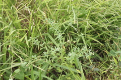 Heliotropium