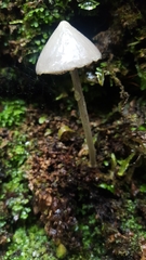 Entoloma canoconicum