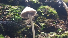 Entoloma canoconicum