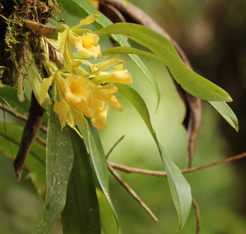 Trichopilia galeottiana