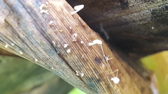 Gloiocephala phormiorum