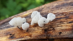 Marasmiellus bonii