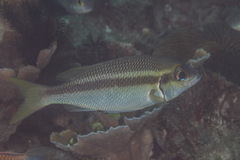 Scolopsis affinis