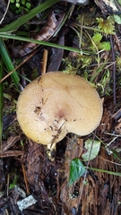 Tricholomopsis scabra