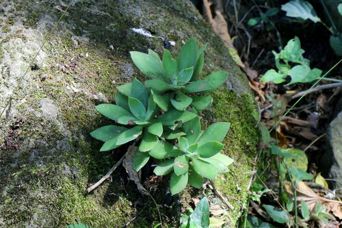 Foto de Rosa-de-pedra
