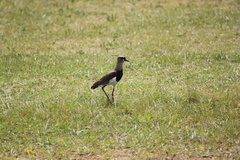 Vanellus chilensis