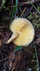 Tricholomopsis scabra