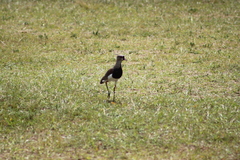 Vanellus chilensis