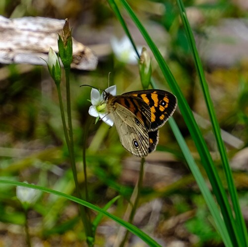 Bright-eyed Brown