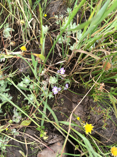 iNaturalist observation photo of Doublehorn Calicoflower