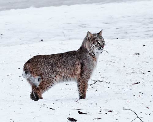 Bobcat photographed in Massachusetts
